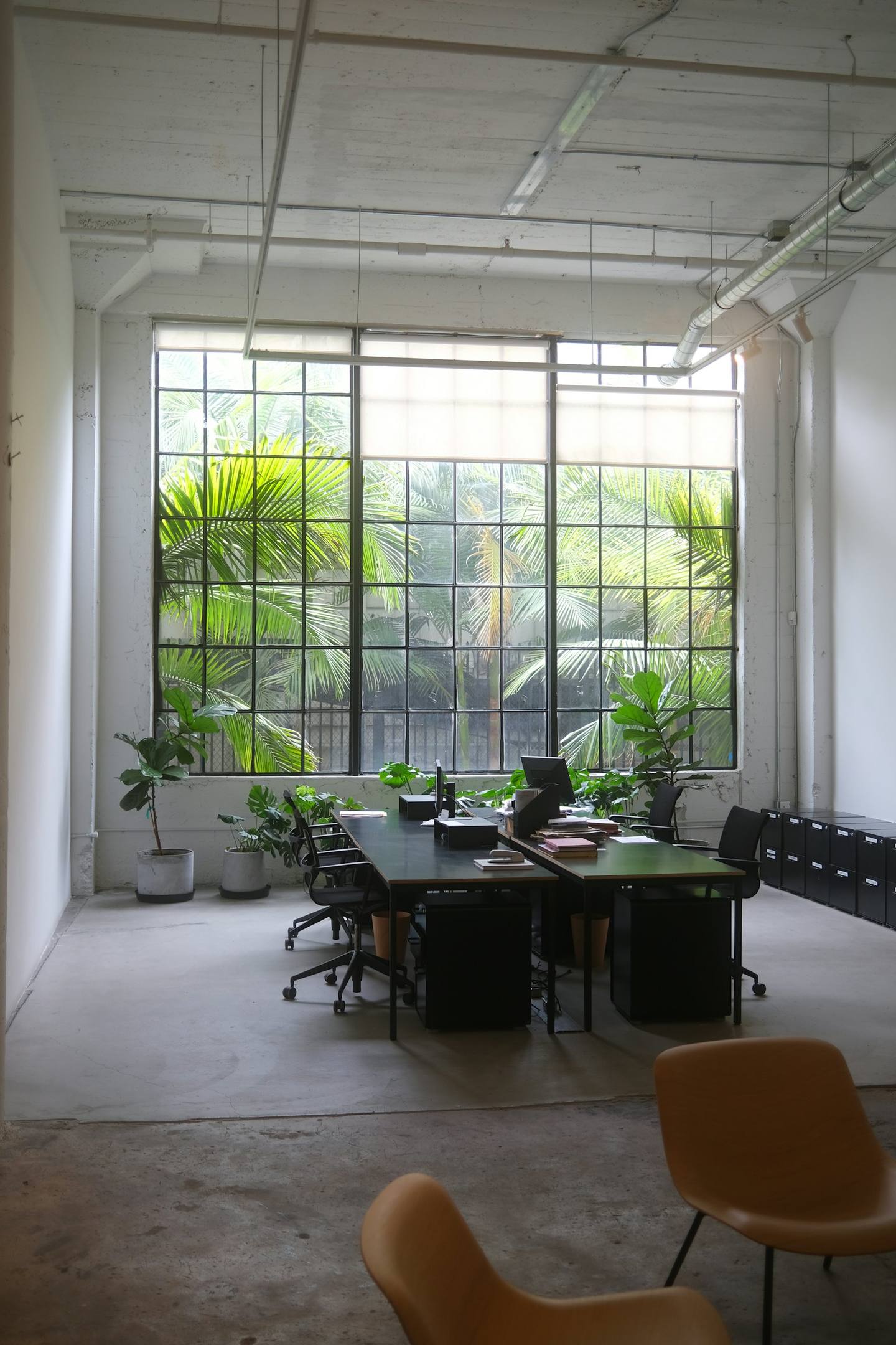 A bright office full of plants and natural light